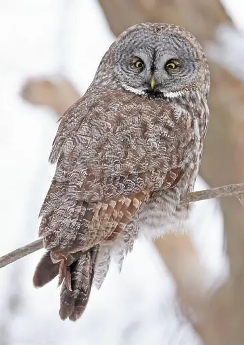 Framed Print : Great Grey Owl sitting on a tree branch in the forest, Quebec, Canada Framed Print : Great Grey Owl sitting on a tree branch in the forest, Quebec, Canada