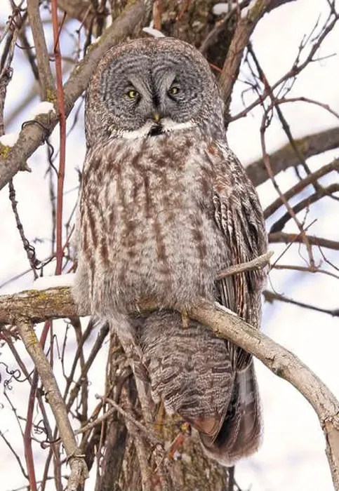 Framed Print : Great Grey Owl sitting on a tree branch in the forest, Quebec, Canada Framed Print : Great Grey Owl sitting on a tree branch in the forest, Quebec, Canada