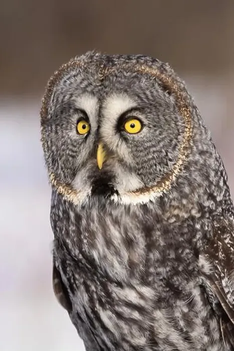 Framed Print : great grey owl (Strix nebulosa) portrait