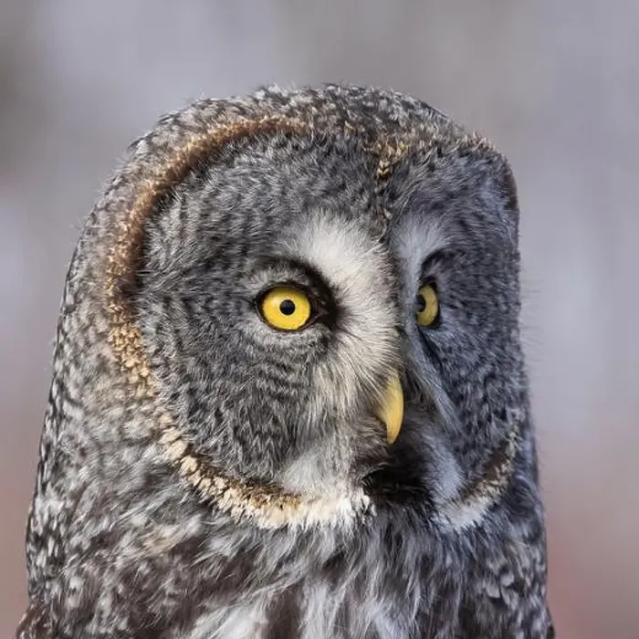 Framed Print : great grey owl (Strix nebulosa) portrait Framed Print : great grey owl (Strix nebulosa) portrait