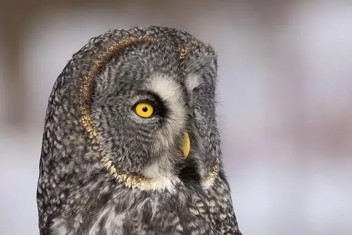 Framed Print : great grey owl (Strix nebulosa) portrait