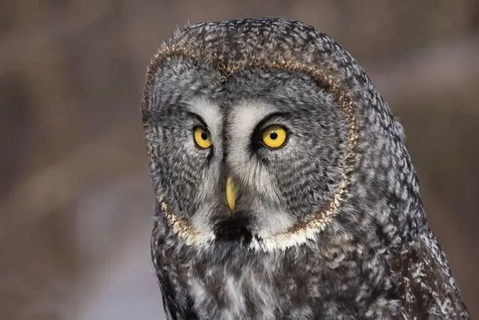 Framed Print : great grey owl (Strix nebulosa) portrait