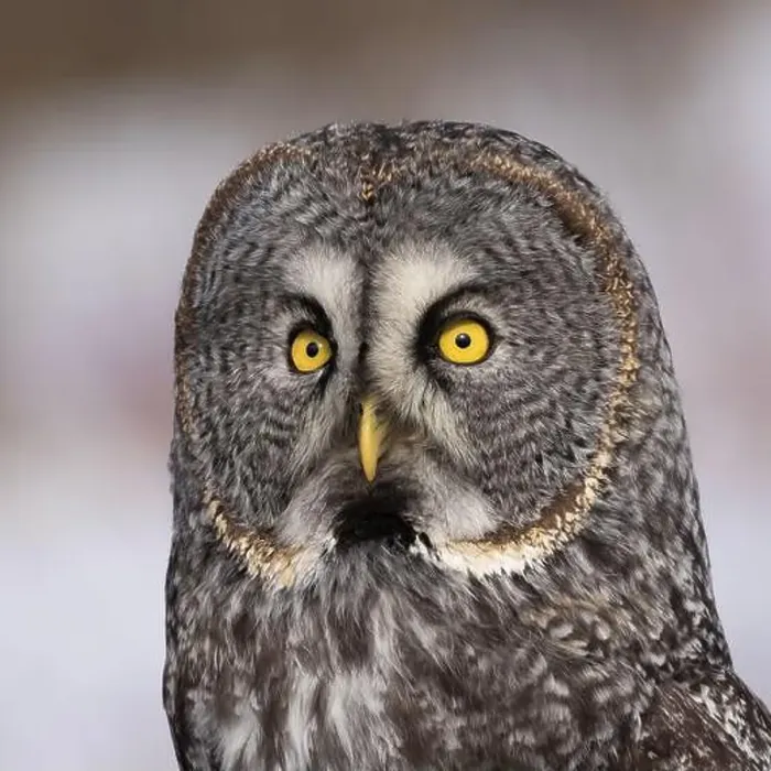 Framed Print : great grey owl (Strix nebulosa) portrait Framed Print : great grey owl (Strix nebulosa) portrait