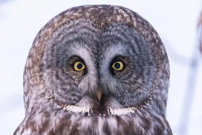 Framed Print : The great grey owl (Strix nebulosa) in winter Framed Print : The great grey owl (Strix nebulosa) in winter