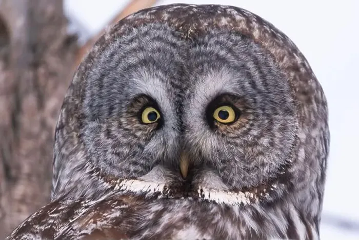 Framed Print : The great grey owl (Strix nebulosa) in winter Framed Print : The great grey owl (Strix nebulosa) in winter