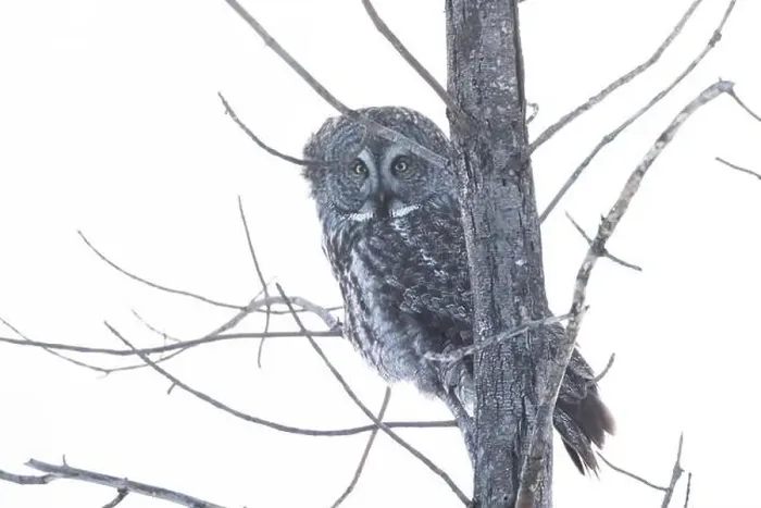 Framed Print : The great grey owl (Strix nebulosa) in winter Framed Print : The great grey owl (Strix nebulosa) in winter