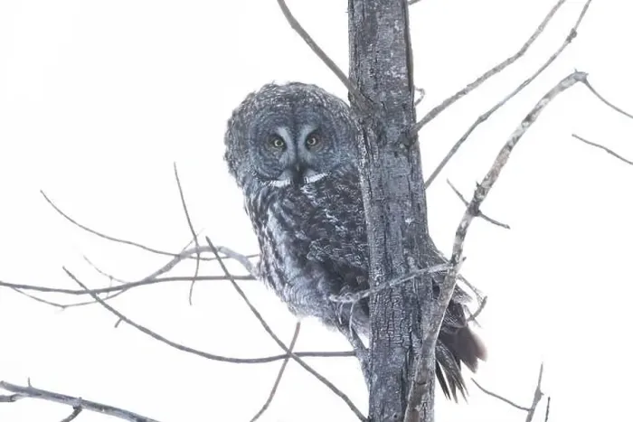 Framed Print : The great grey owl (Strix nebulosa) in winter Framed Print : The great grey owl (Strix nebulosa) in winter
