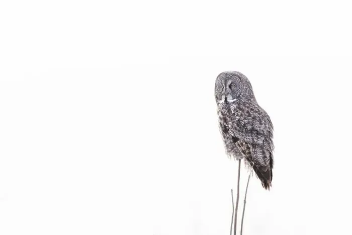 Framed Print : The great grey owl (Strix nebulosa) in winter Framed Print : The great grey owl (Strix nebulosa) in winter