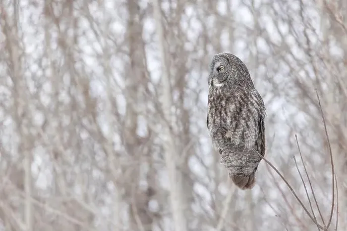 Framed Print : The great grey owl (Strix nebulosa) in winter Framed Print : The great grey owl (Strix nebulosa) in winter