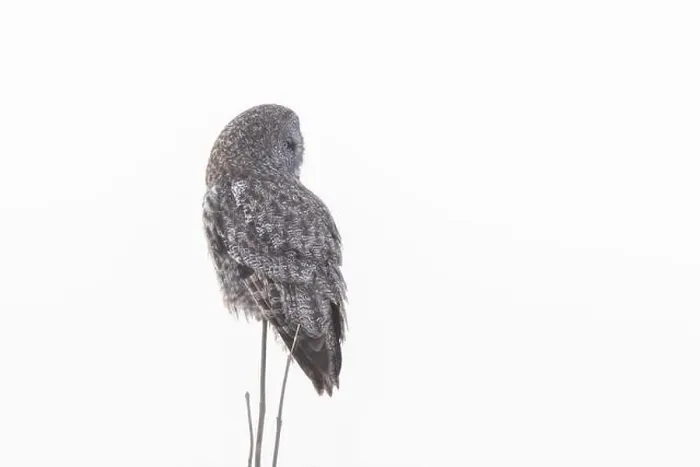 Framed Print : The great grey owl (Strix nebulosa) in winter Framed Print : The great grey owl (Strix nebulosa) in winter