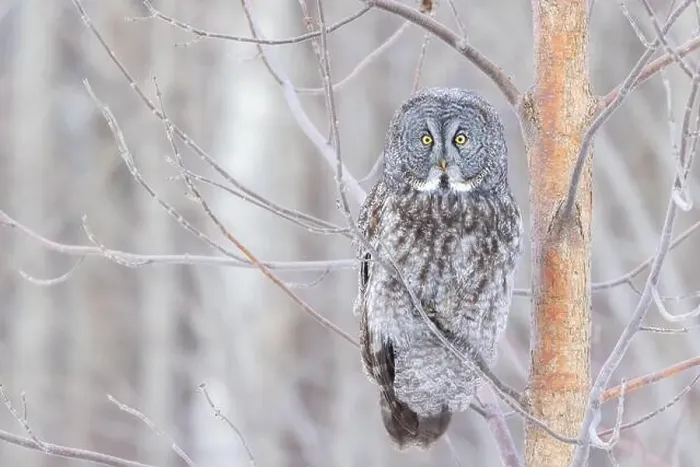 Framed Print : The great grey owl (Strix nebulosa) in winter Framed Print : The great grey owl (Strix nebulosa) in winter