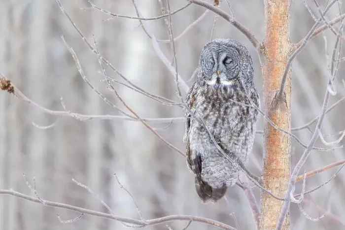 Framed Print : The great grey owl (Strix nebulosa) in winter Framed Print : The great grey owl (Strix nebulosa) in winter