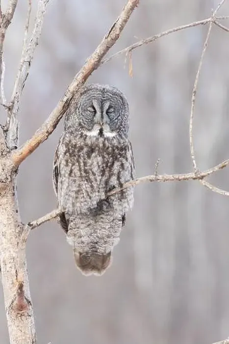 Framed Print : The great grey owl (Strix nebulosa) in winter Framed Print : The great grey owl (Strix nebulosa) in winter