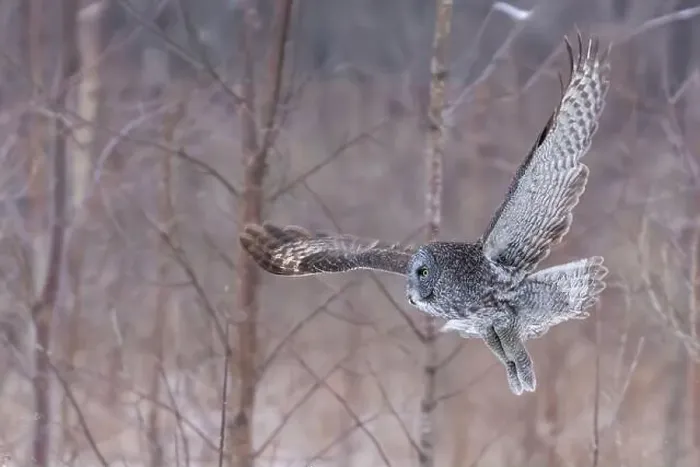 Framed Print : The great grey owl (Strix nebulosa) in winter Framed Print : The great grey owl (Strix nebulosa) in winter