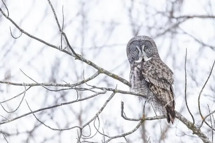 Framed Print : The great grey owl (Strix nebulosa) in winter Framed Print : The great grey owl (Strix nebulosa) in winter