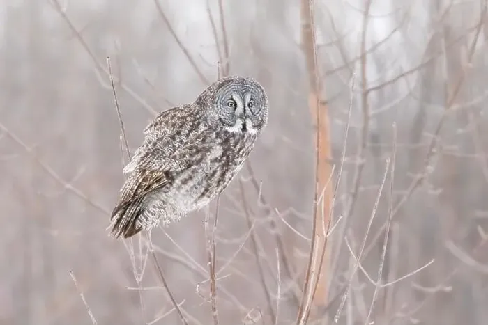 Framed Print : The great grey owl (Strix nebulosa) in winter Framed Print : The great grey owl (Strix nebulosa) in winter