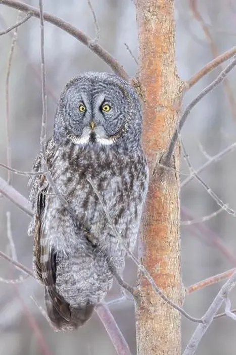 Framed Print : The great grey owl (Strix nebulosa) in winter Framed Print : The great grey owl (Strix nebulosa) in winter