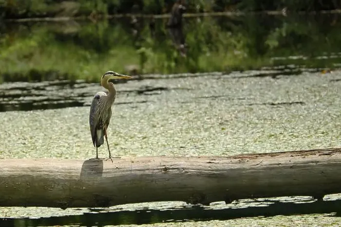 Framed Print : Great heron standing on a fallen tree Framed Print : Great heron standing on a fallen tree