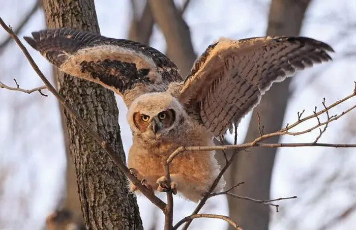 Framed Print : Great-horned Owl baby take off in the forest, Quebec, Canada Framed Print : Great-horned Owl baby take off in the forest, Quebec, Canada