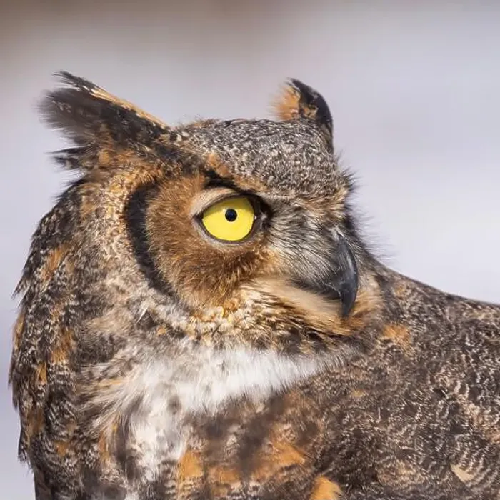 Framed Print : The great horned owl (Bubo virginianus) Framed Print : The great horned owl (Bubo virginianus)