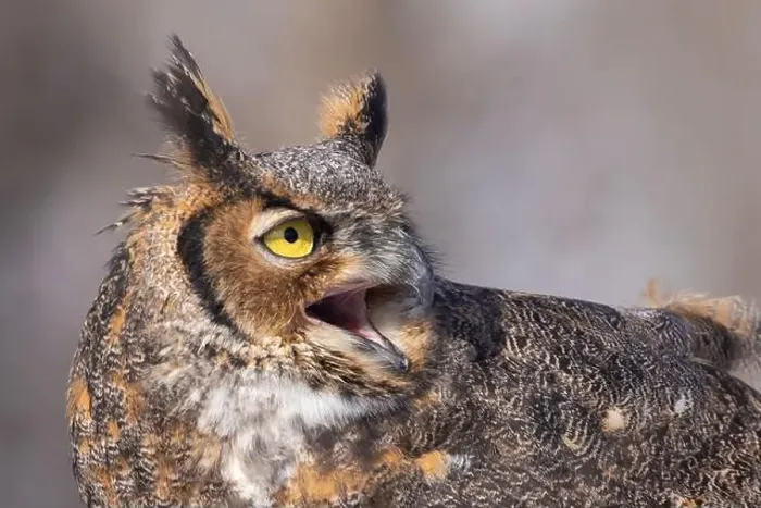 Framed Print : The great horned owl (Bubo virginianus) Framed Print : The great horned owl (Bubo virginianus)