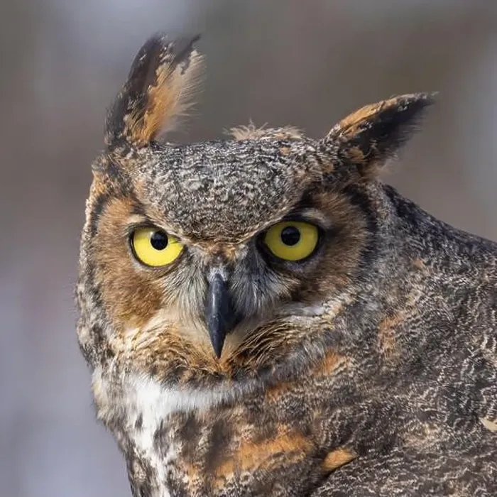 Framed Print : The great horned owl (Bubo virginianus) Framed Print : The great horned owl (Bubo virginianus)