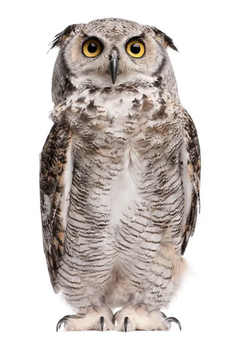 Framed Print : Great Horned Owl, Bubo Virginianus Subarcticus, in front of white background Framed Print : Great Horned Owl, Bubo Virginianus Subarcticus, in front of white background