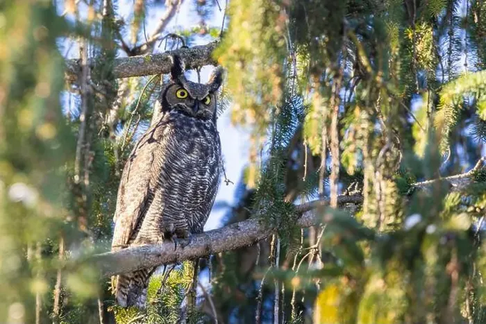 Framed Print : great horned owl (Bubo virginianus) in winter