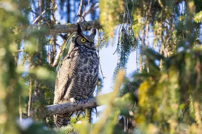Framed Print : great horned owl (Bubo virginianus) in winter