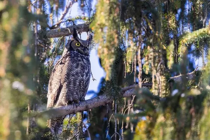 Framed Print : great horned owl (Bubo virginianus) in winter
