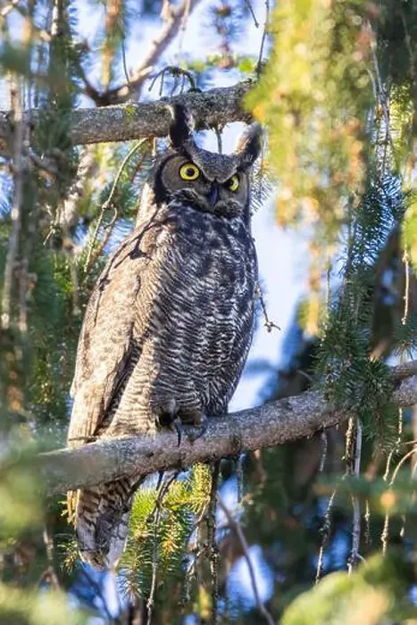 Framed Print : great horned owl (Bubo virginianus) in winter