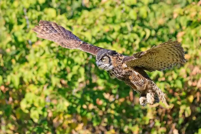 Framed Print : Great-horned Owl flying in the forest with green background, Quebec, Canada Framed Print : Great-horned Owl flying in the forest with green background, Quebec, Canada