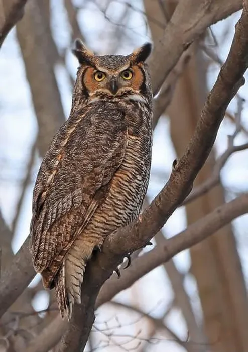 Framed Print : Great-horned Owl perched on a branch in the forest, Quebec, Canada Framed Print : Great-horned Owl perched on a branch in the forest, Quebec, Canada