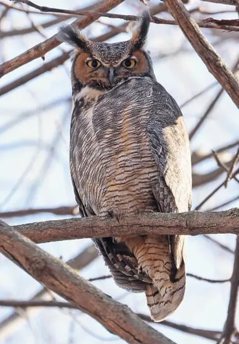 Framed Print : Great-horned Owl perched on a branch in the forest, Quebec, Canada Framed Print : Great-horned Owl perched on a branch in the forest, Quebec, Canada