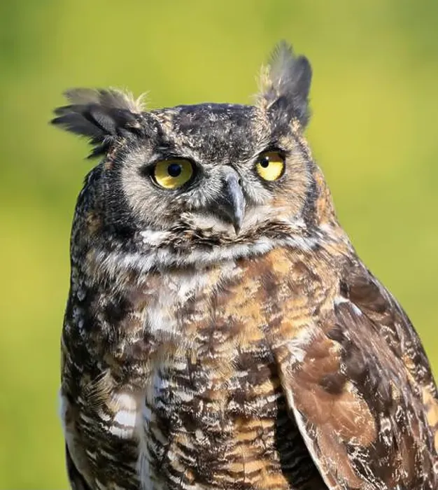 Framed Print : Great-horned Owl portrait with green background, Quebec, Canada Framed Print : Great-horned Owl portrait with green background, Quebec, Canada