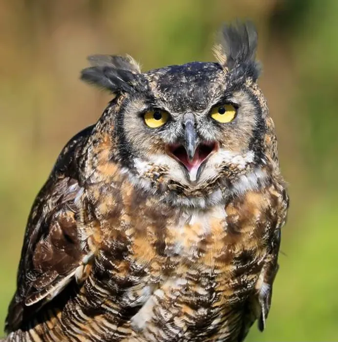 Framed Print : Great-horned Owl portrait with green background, Quebec, Canada Framed Print : Great-horned Owl portrait with green background, Quebec, Canada