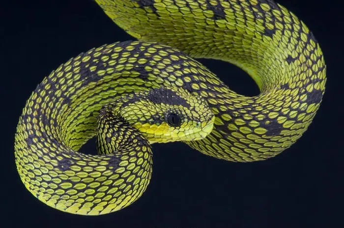 Framed Print : Great lakes bush viper  /  Atheris nitschei