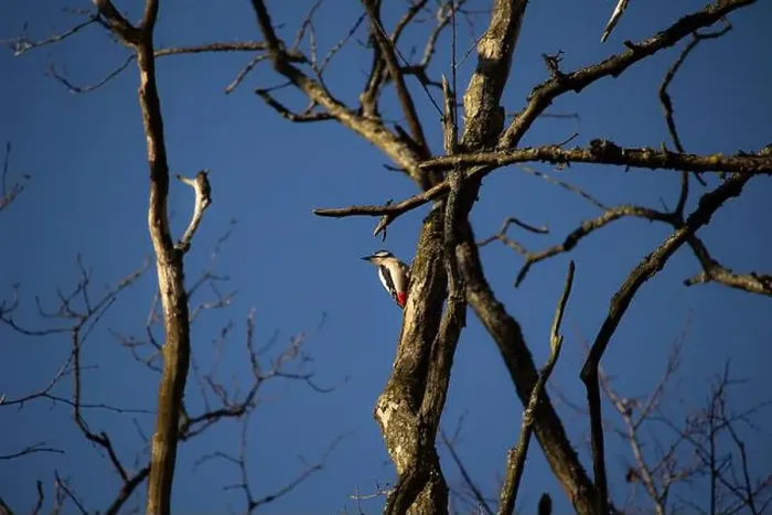 Framed Print : Great spotted woodpecker on a tree. Great spotted woodpecker is from woodpecker family of birds