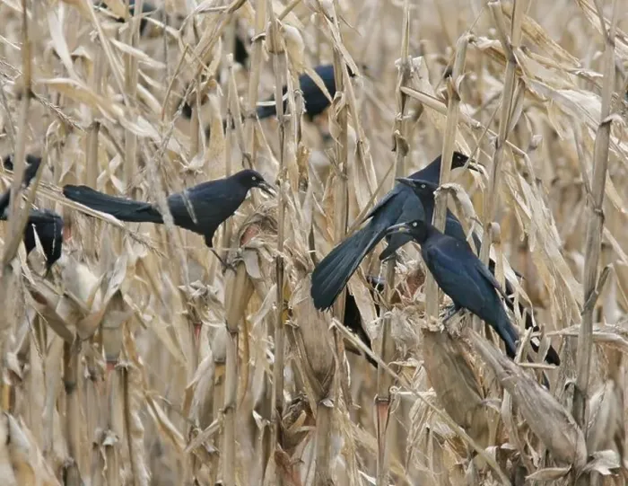 Framed Print : great tailed grackle feeding on corn Framed Print : great tailed grackle feeding on corn