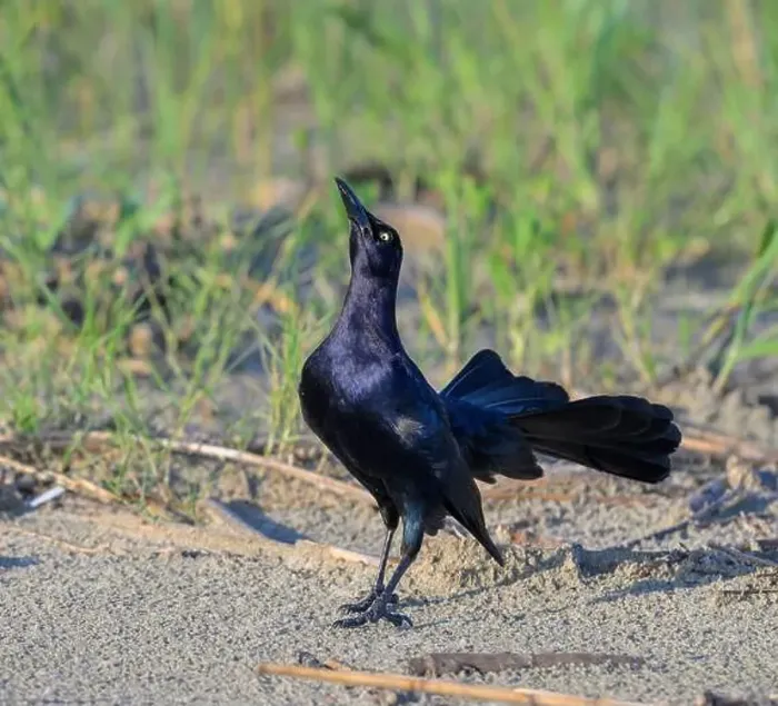 Framed Print : Great-tailed grackle (Quiscalus mexicanus) male displaying and calling at the ocean beach, Galveston, Texas, USA Framed Print : Great-tailed grackle (Quiscalus mexicanus) male displaying and calling at the ocean beach, Galveston, Texas, USA
