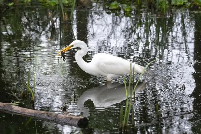 Framed Print : Great white egret (Ardea alba) caught a crawfish at Brazos Bend State Park, Texas, USA Framed Print : Great white egret (Ardea alba) caught a crawfish at Brazos Bend State Park, Texas, USA
