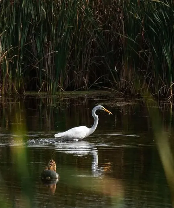 Framed Print : Great white egret eating fish in a marshy pond on summer day