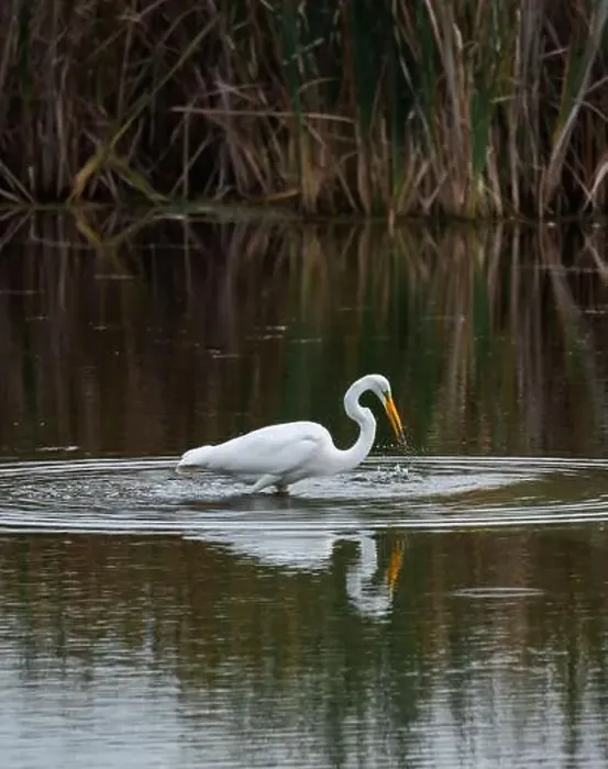 Framed Print : Great white egret eating fish in a marshy pond on a summer day