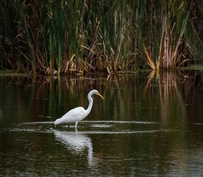 Framed Print : Great white egret eating fish in a marshy pond on summer day