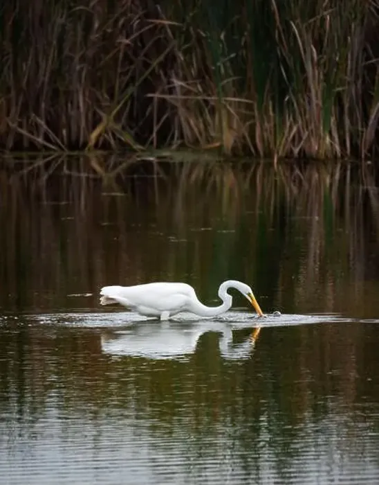 Framed Print : Great white egret fishing in a marshy pond on a summer day Framed Print : Great white egret fishing in a marshy pond on a summer day