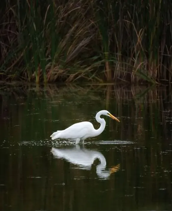 Framed Print : Great white egret standing alone in marshy pond on summer day Framed Print : Great white egret standing alone in marshy pond on summer day