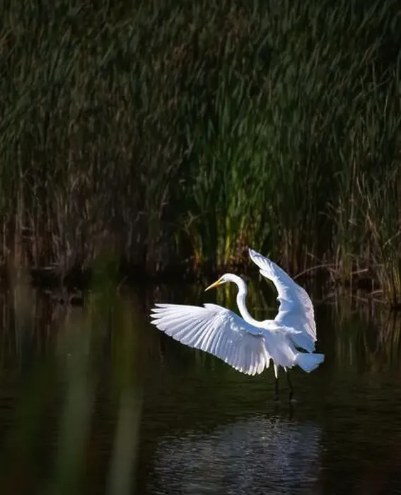 Framed Print : Great white egret standing in marshy pond with wings outstretched Framed Print : Great white egret standing in marshy pond with wings outstretched