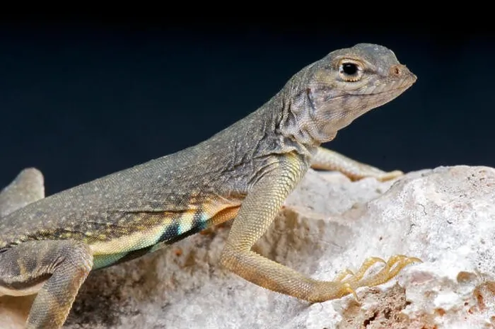 Framed Print : Greater earless lizard / Cophosaurus texanus Framed Print : Greater earless lizard / Cophosaurus texanus