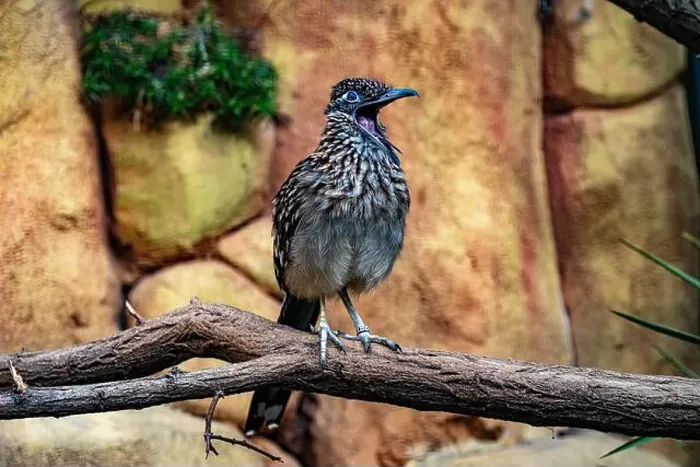 Framed Print : The greater roadrunner (Geococcyx californianus) is a long-legged bird in the cuckoo family Framed Print : The greater roadrunner (Geococcyx californianus) is a long-legged bird in the cuckoo family