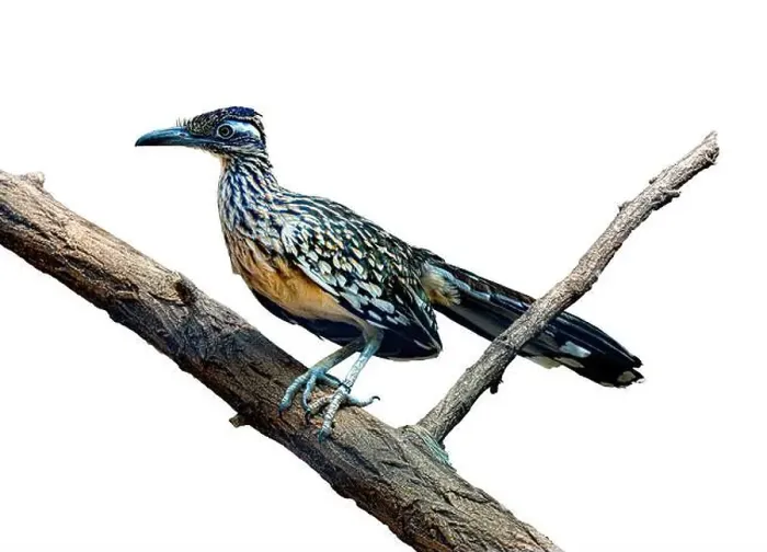 Framed Print : The greater roadrunner (Geococcyx californianus) is a long-legged bird in the cuckoo family Framed Print : The greater roadrunner (Geococcyx californianus) is a long-legged bird in the cuckoo family